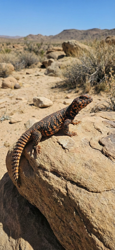 Saharan Orange Uromastyx