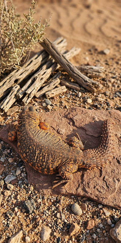 Saharan Red/Orange Uromastyx