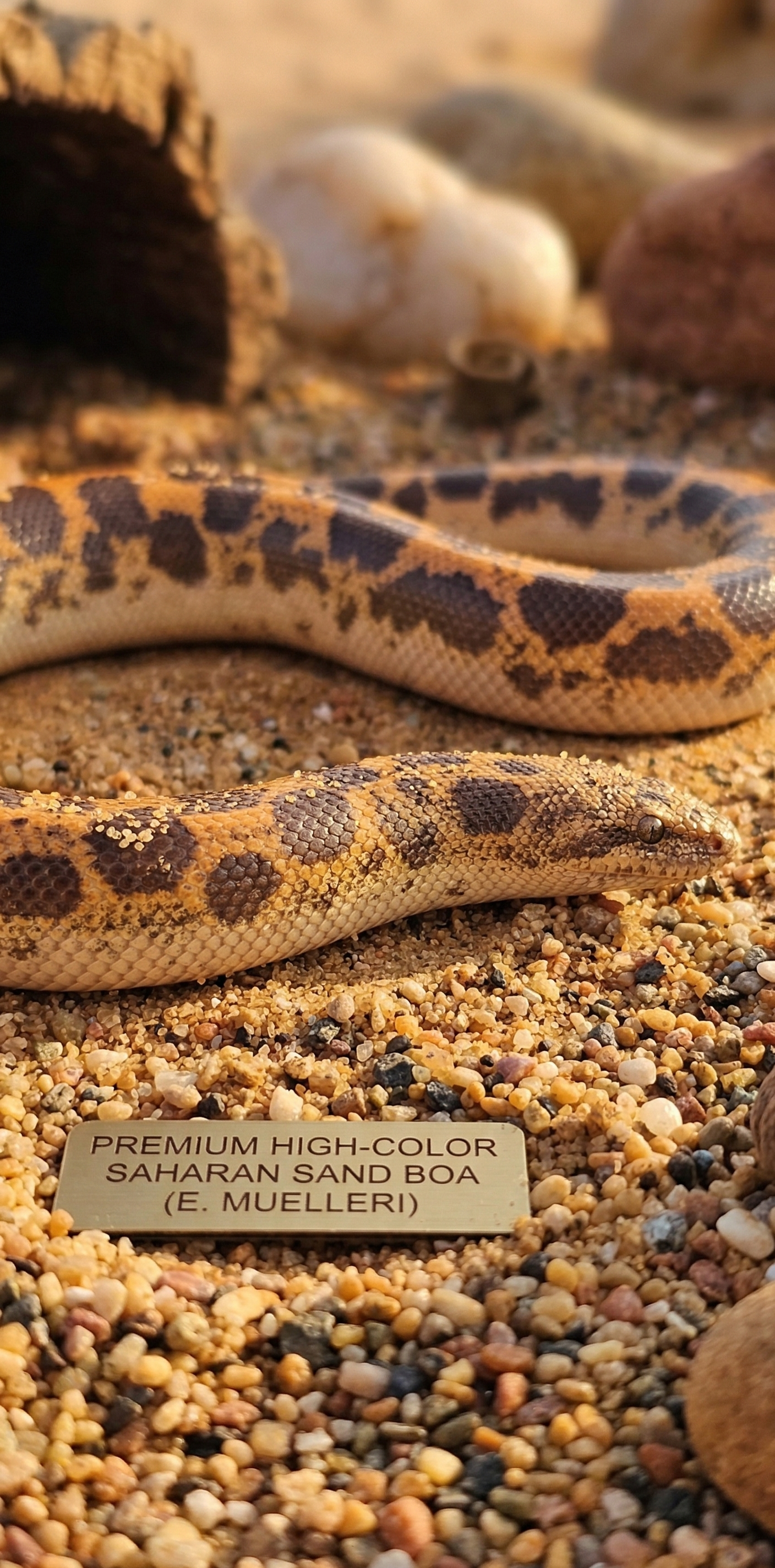 Saharan Sand Boa Premium High-Color