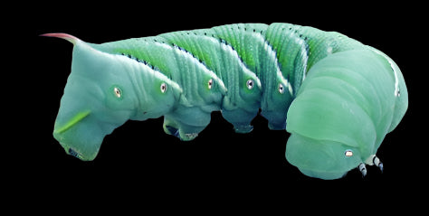 Hornworms As A Food Source For Corn Snakes photo