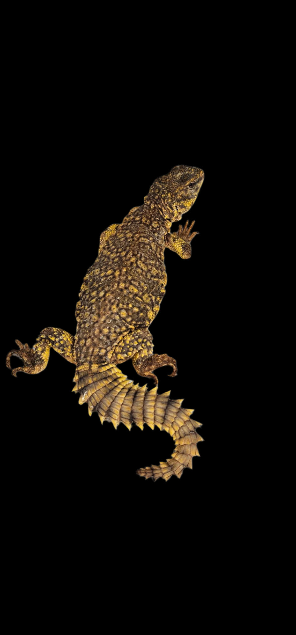 Yellow Uromastyx