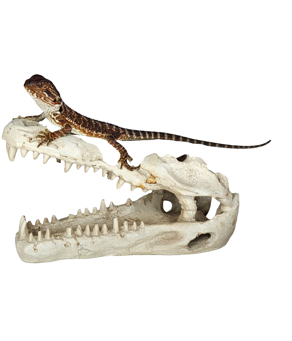 Bearded Dragons 100% Red Monster ♂♀