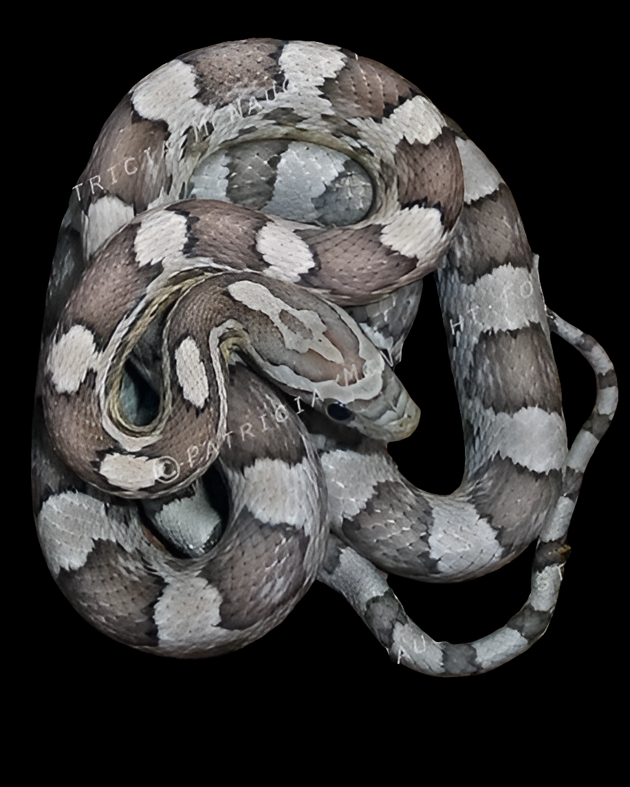 Anery Corn Snakes