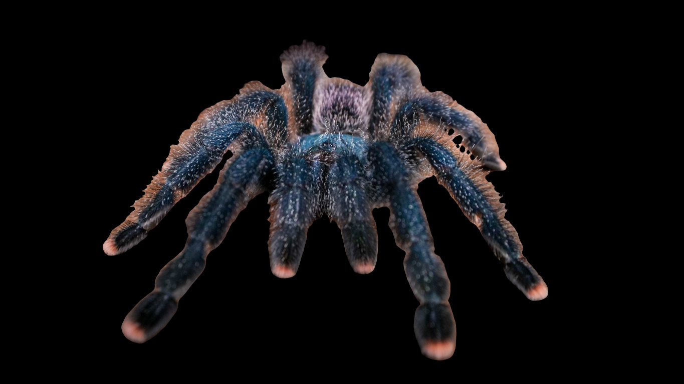 Pink Toed Tarantula
