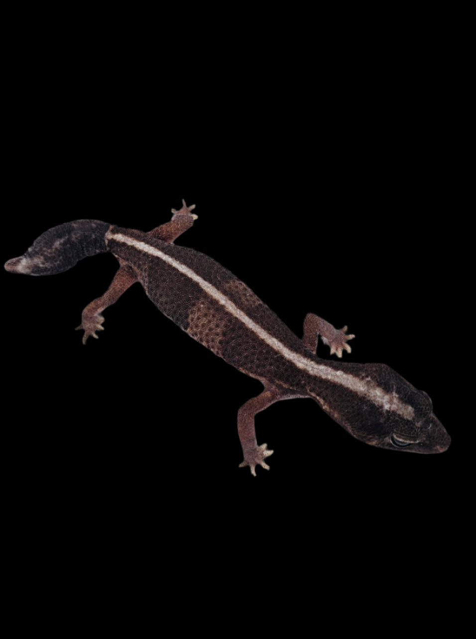 Fat-Tailed Gecko ♀