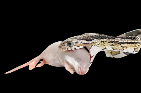 Rats Live & Fozen
