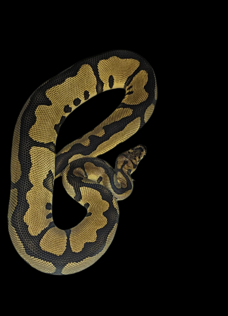 Leopard Clown Ball Python ♂