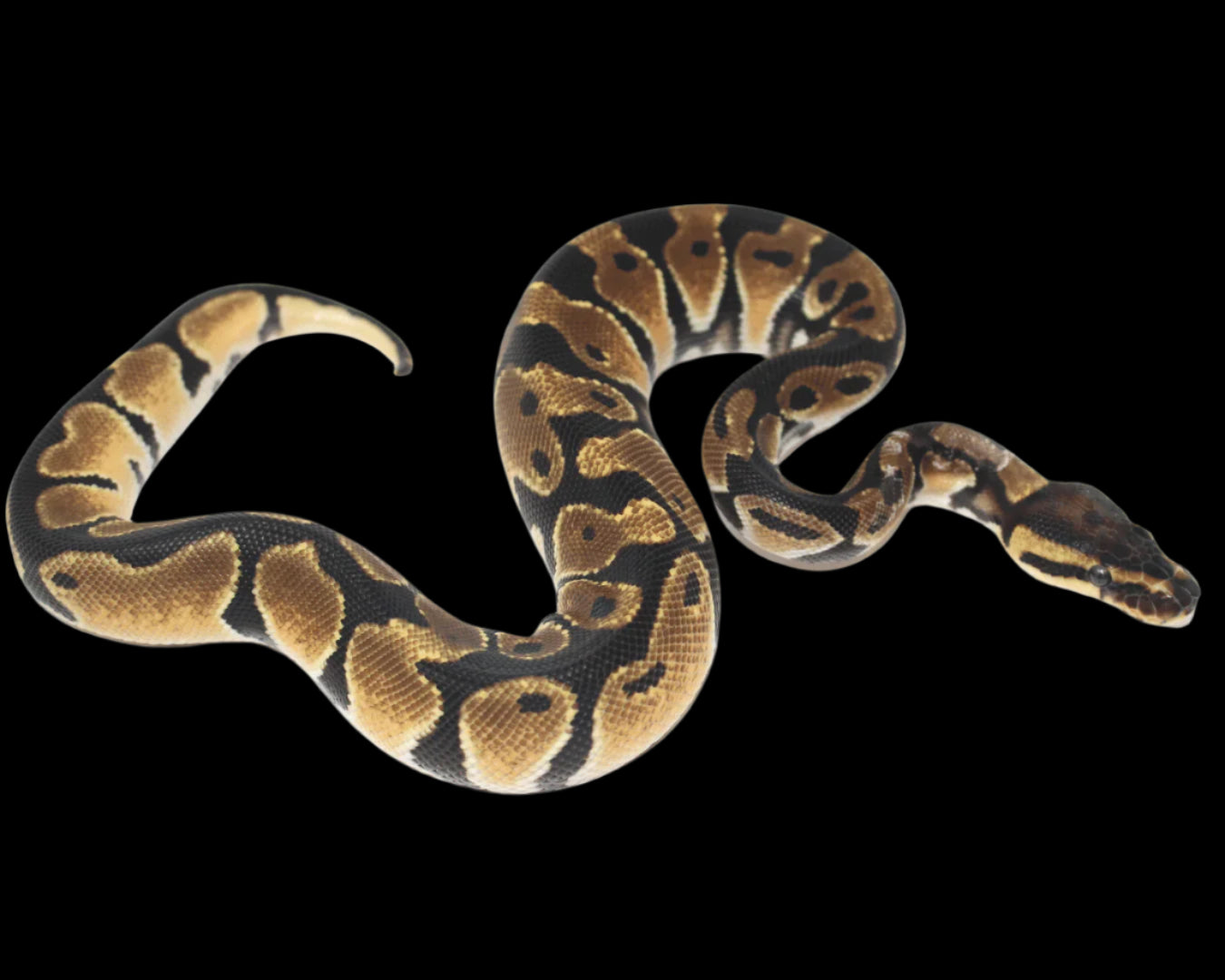Orange Dream Blade Ball Python ♀