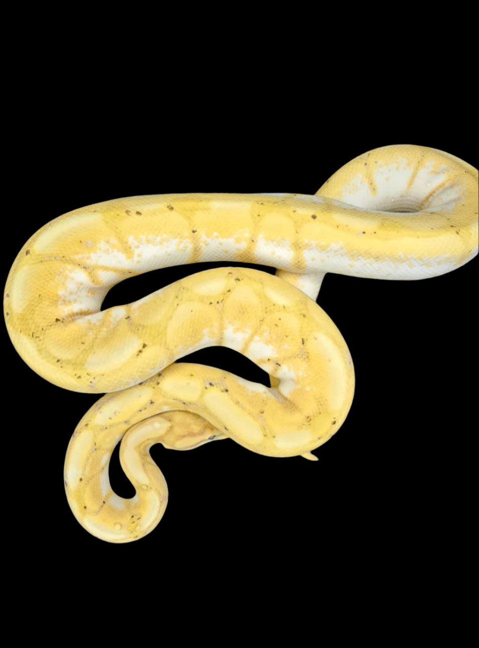 Pastel Banana Spider Ball Python ♂