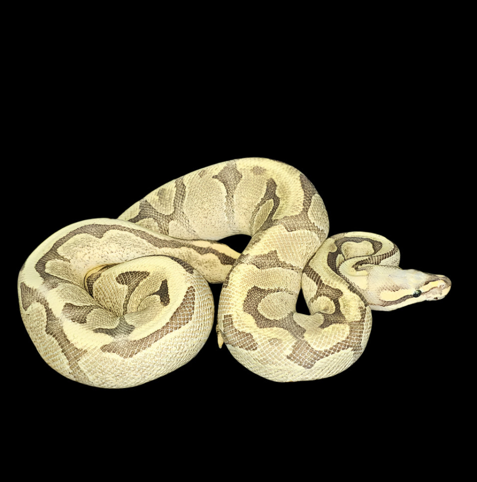 Pastel Vannilla Fire Ball Python ♀