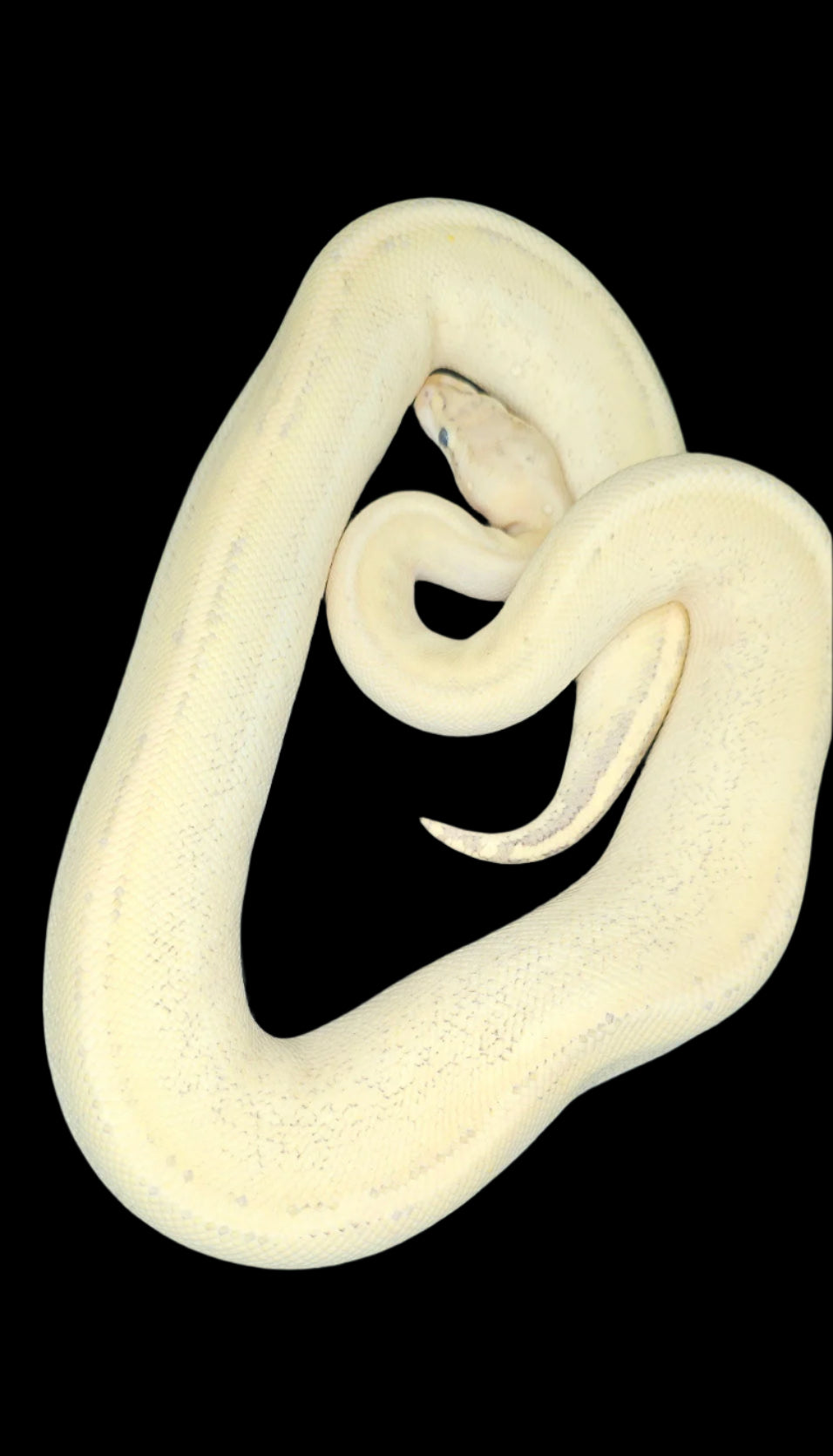 Pastel Fire Super Stripe Ball Python ♀