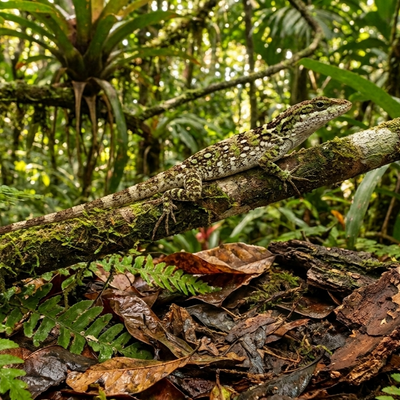 Knight Anole