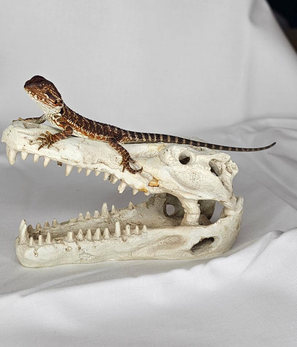 Bearded Dragons 100% Red Monster ♂♀