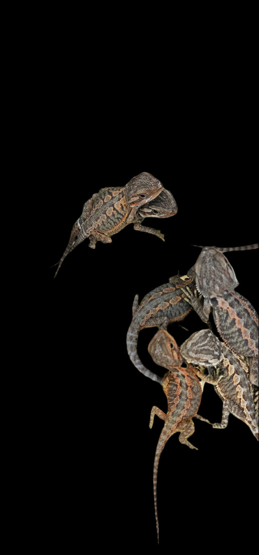 Bearded Dragons 50% Red Monster Translucent ♂♀