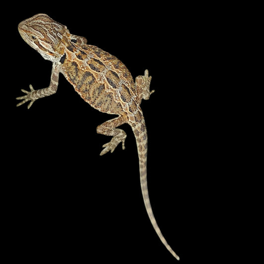 50% Red Monster/Citrus Bearded Dragons