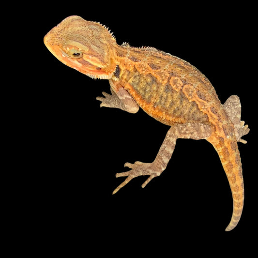 50% Red Monster/Citrus Translucent Bearded Dragons