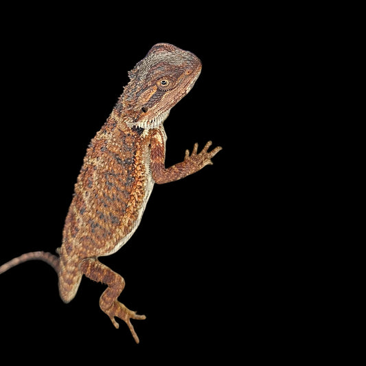 100% Red Monster Bearded Dragons