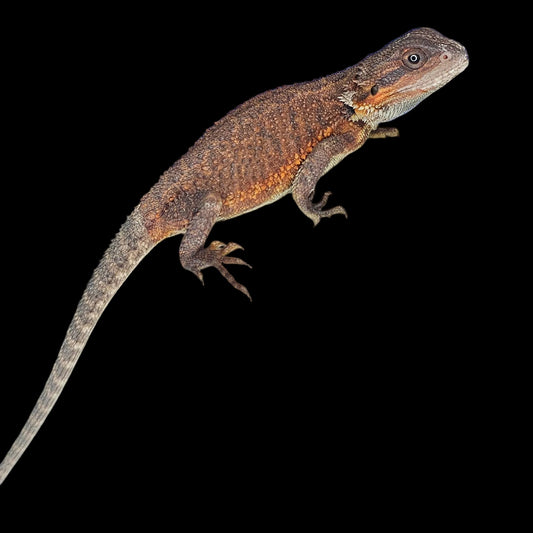 100% Red Monster Translucent Bearded Dragons