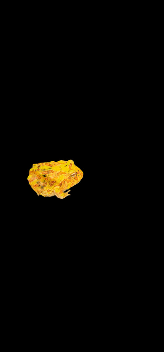 Apricot Pac-Man Frog