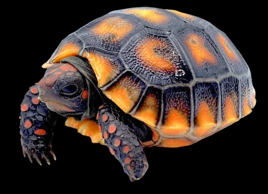 Cherry Head Red Foot Tortoise