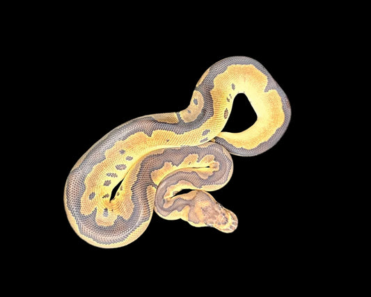 Clown Ball Python ♀