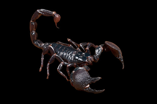 Emperor Scorpion
