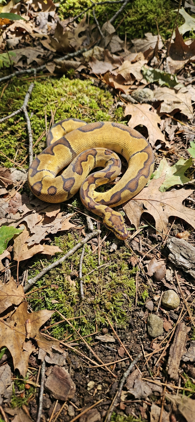 Ball Python ♂ Enchi Clown {Het} Desert Ghost {POS} Orange Dream