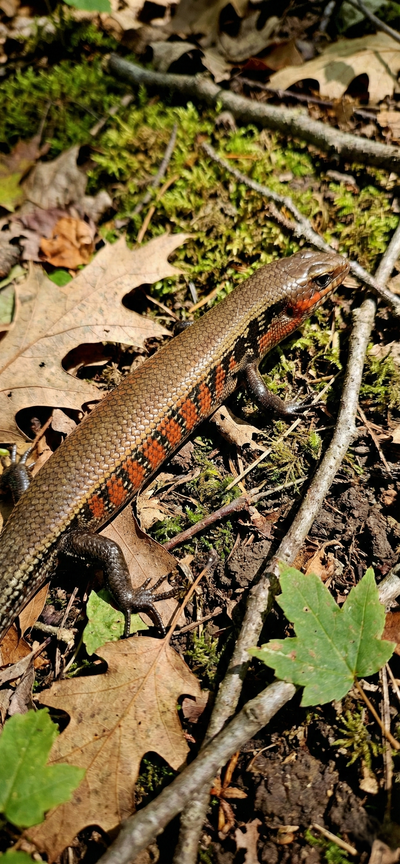 African Fire Skink