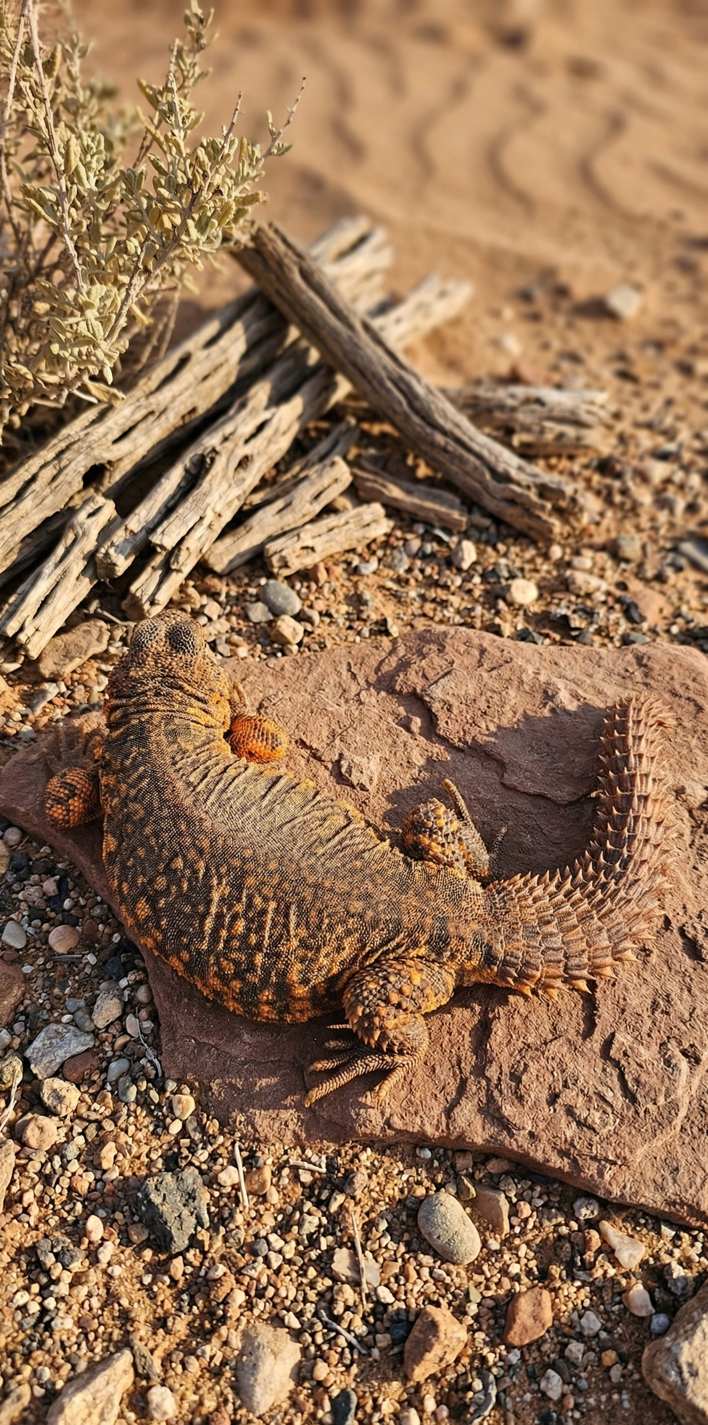 Saharan Red/Orange Uromastyx