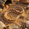 Saharan Sand Boa Premium High-Color