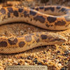Saharan Sand Boa Premium High-Color