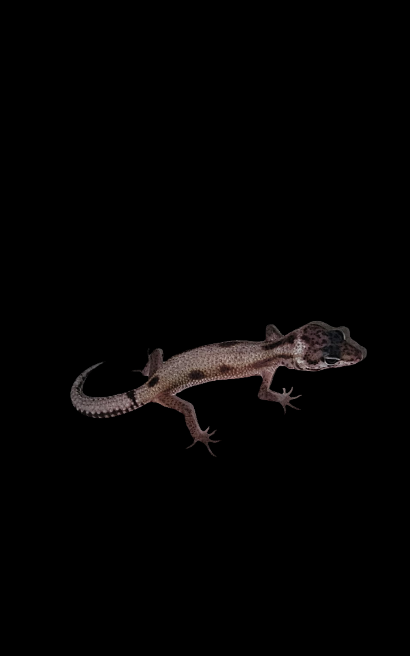 Leopard Gecko