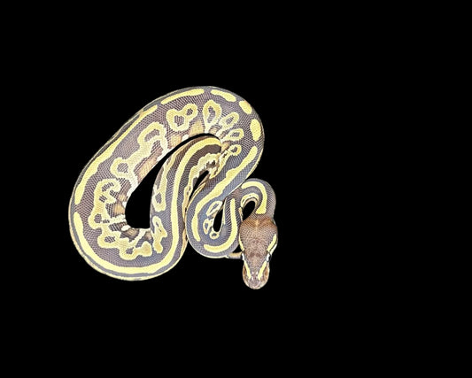 Leopard Fire Ball Python ♂