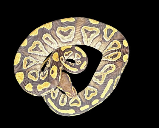 Mojave Ball Python ♀