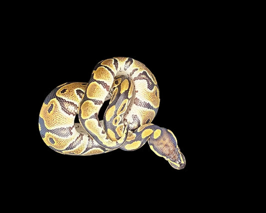 Normal Ball Python ♂