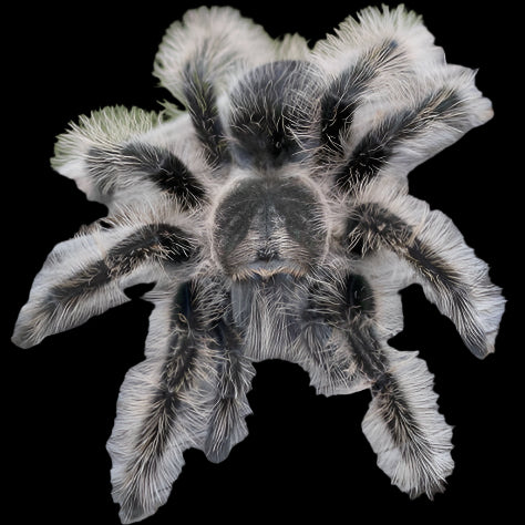 Curly Hair Tarantula