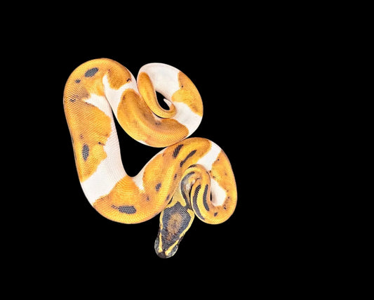 Orange Dream Pied Ball Python