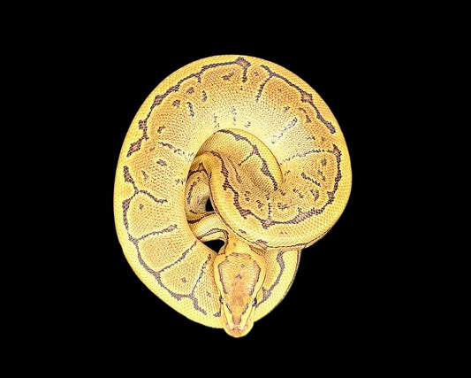 Orange Dream Pinstripe Ball Python ♀