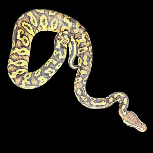 Pastel Mystic Ball Python ♂