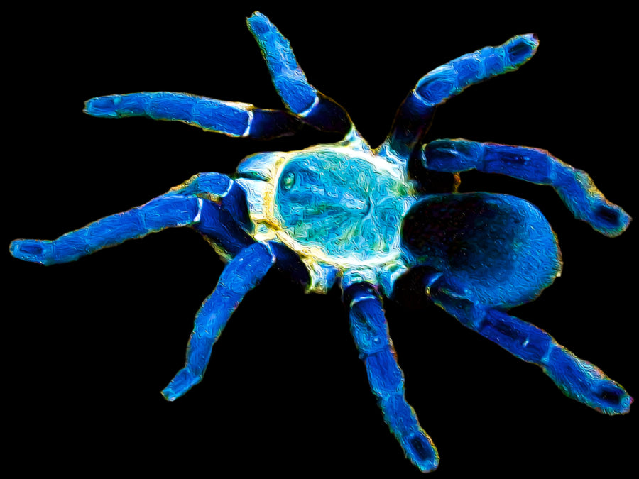 Colbalt Blue Tarantula