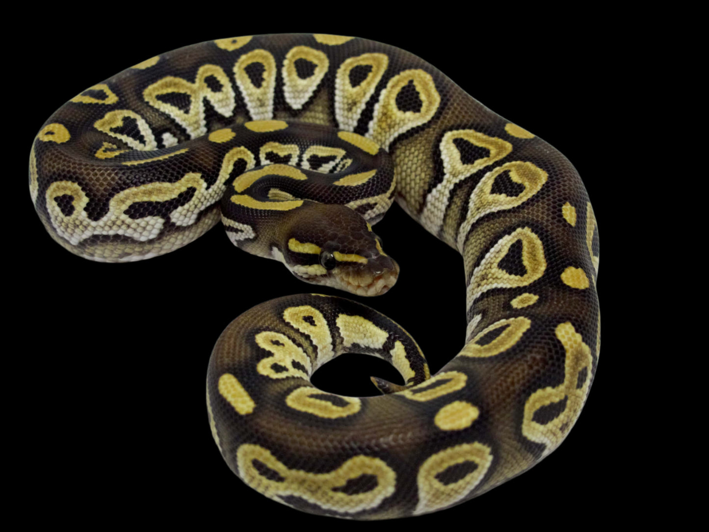 Mohave Ball Python