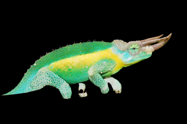 Rainbow Jackson Chameleon