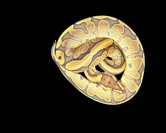 Red Stripe Yellow Belly Ball Python ♂
