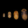 Discoid Roaches