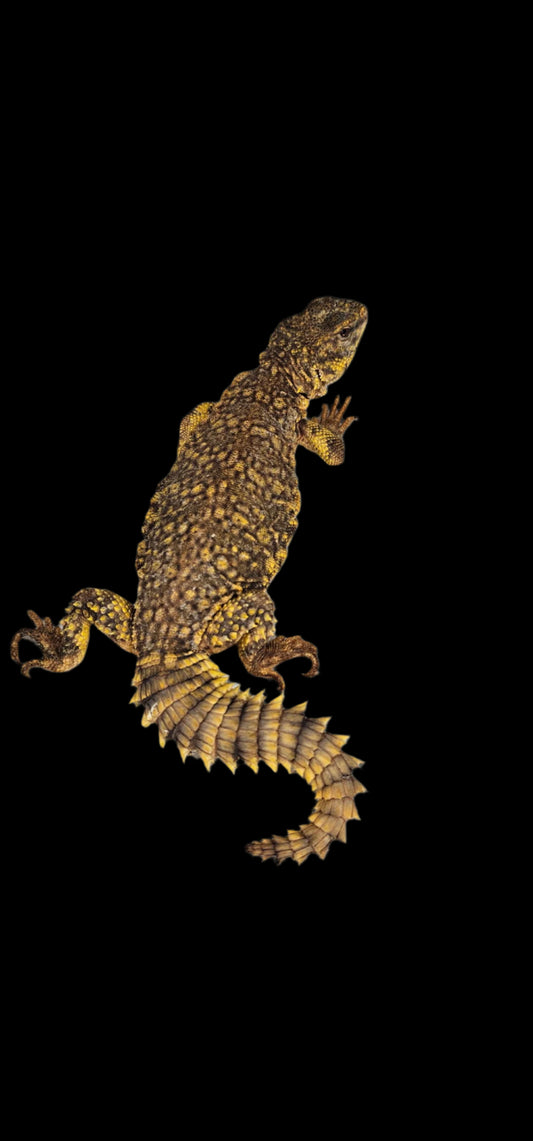 Yellow Uromastyx