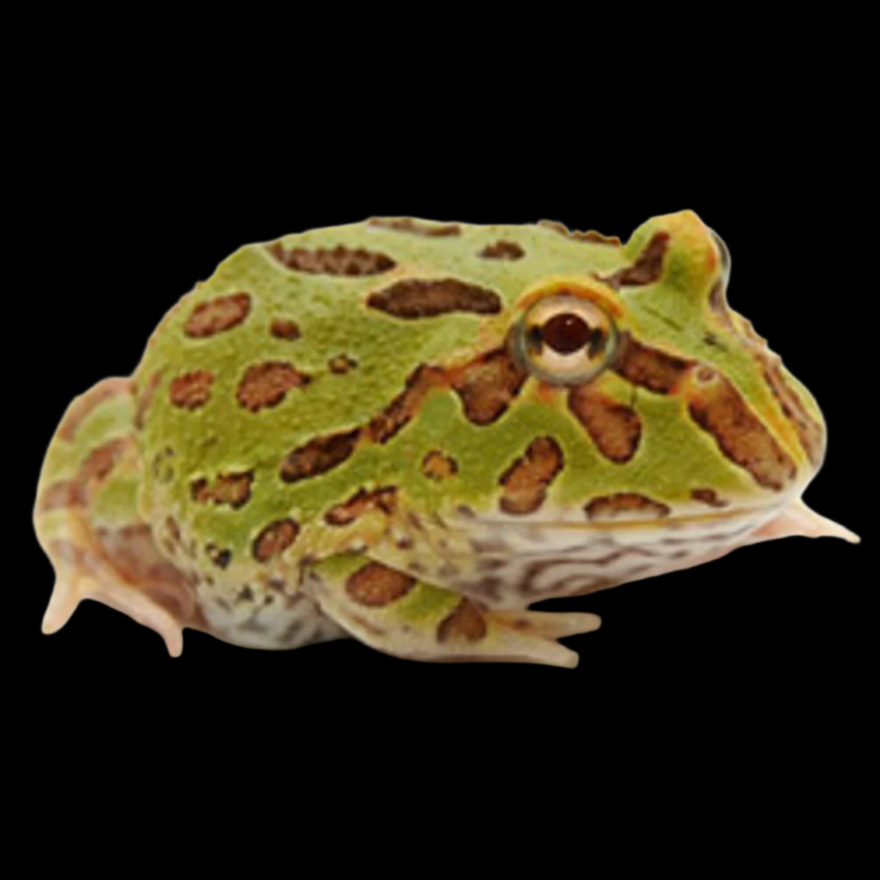 Camo Pac-Man Frog