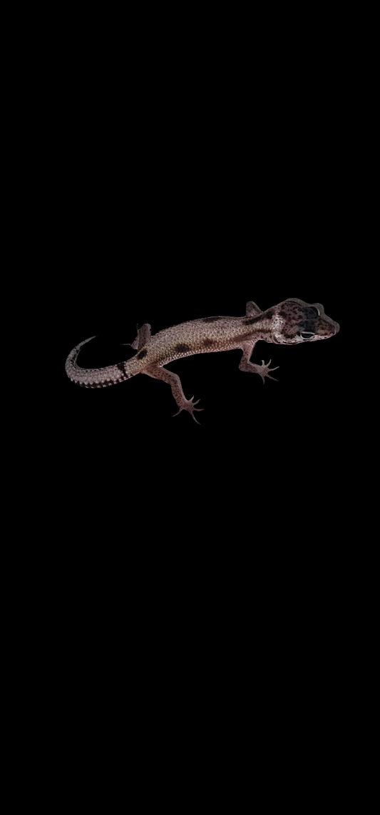 Leopard Gecko