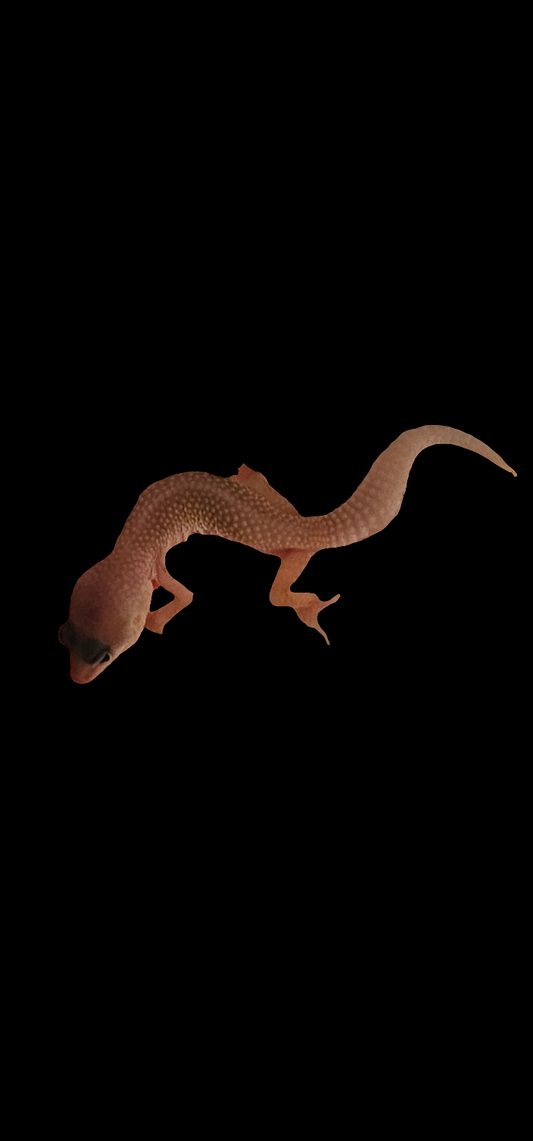 Leopard Gecko Leucistic