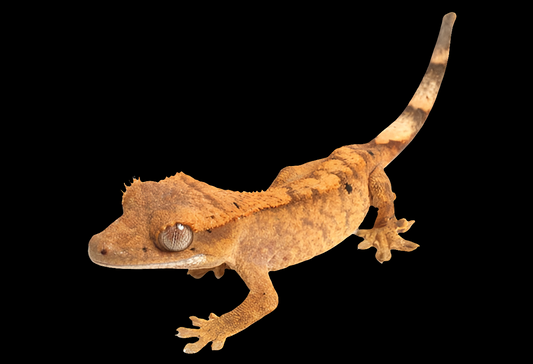 Crested Gecko