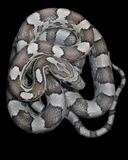 Anery Corn Snakes